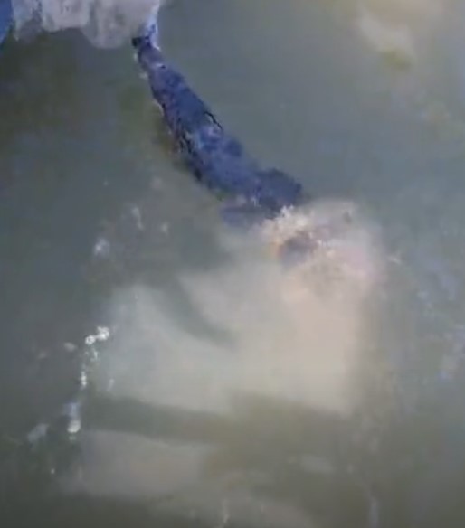 Nghẹt thở khoảnh khắc ngư dân giải cứu cá sấu mắc kẹt trong lưới đánh cá